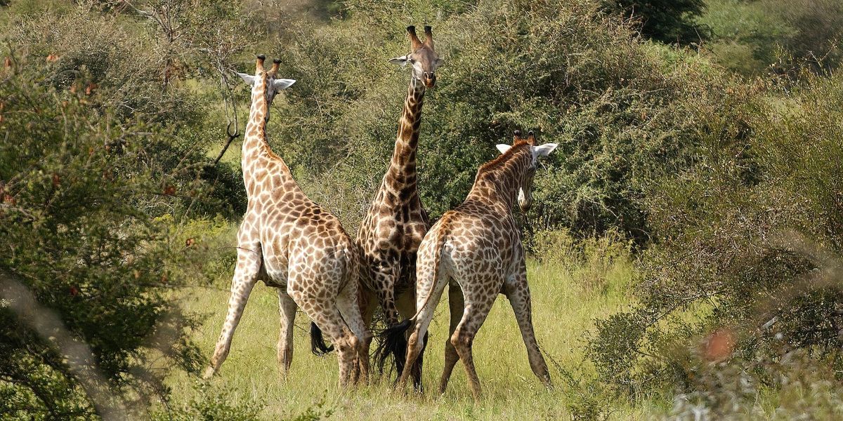 Three giraffes, one looks into the camera, two look away