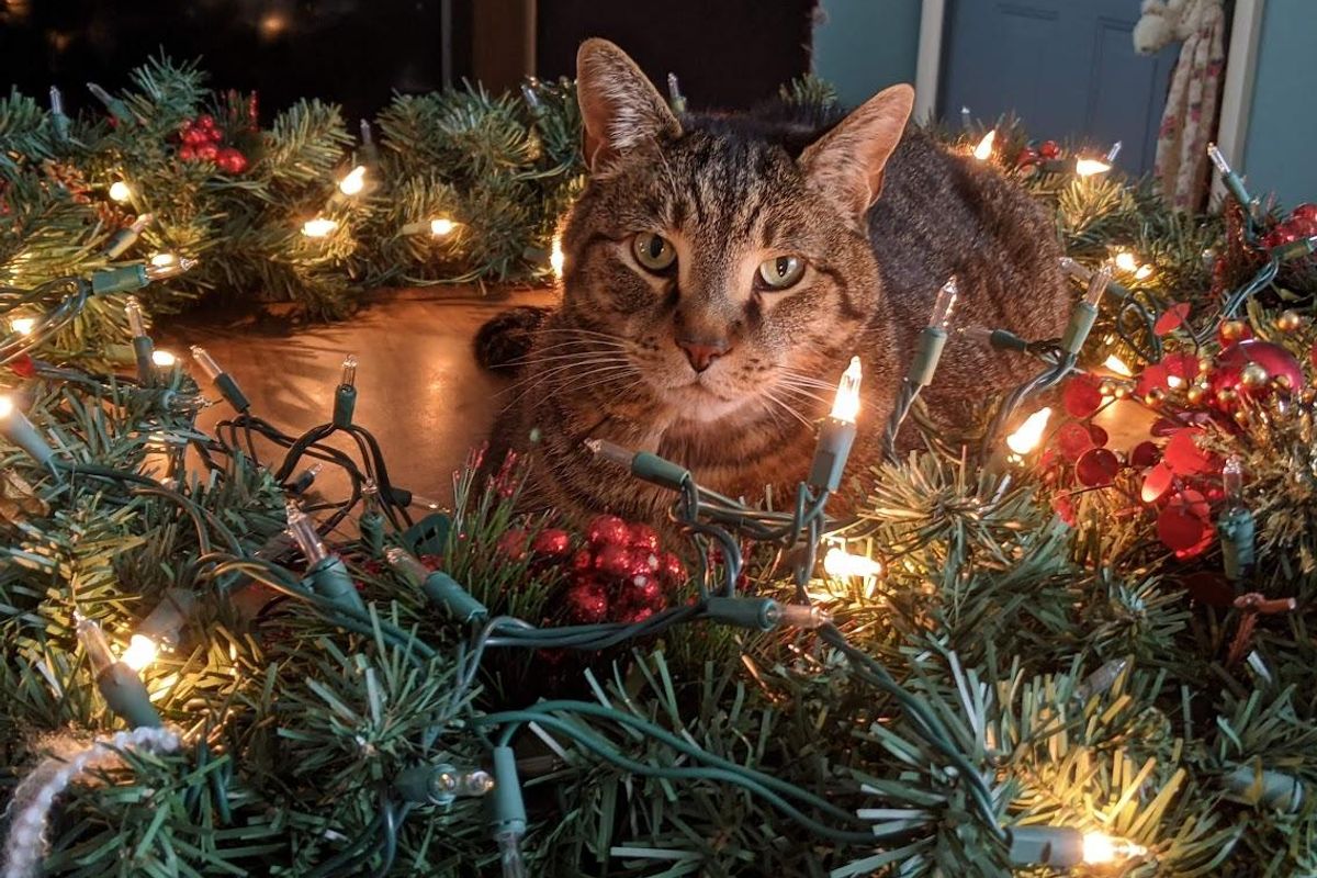 Wonkette Top Ten Stories Of The Week Are Festive AF