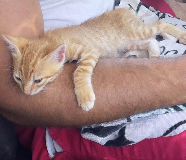 orange kitten cuddling