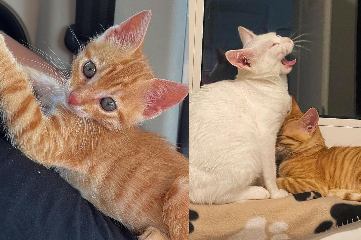 A Couple Rescued a Roadside Kitten While Traveling but Ended Up Bringing Three Cats Home