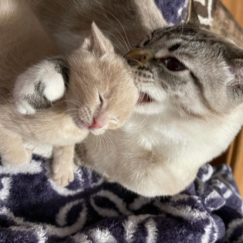 cat grooms kitten