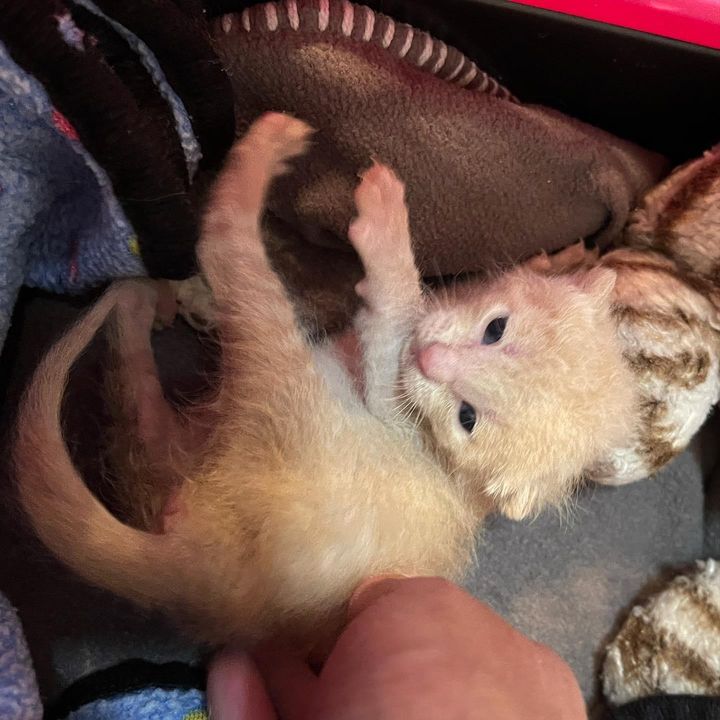 Kitten Born Outside As Feral Starts To Trust And Snuggle When She Meets 