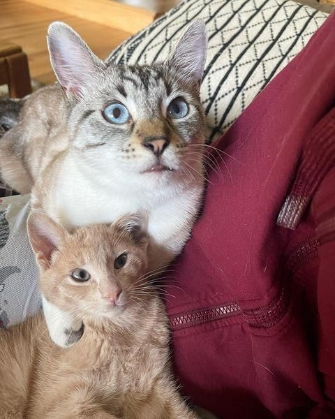 cat hugs ginger kitten