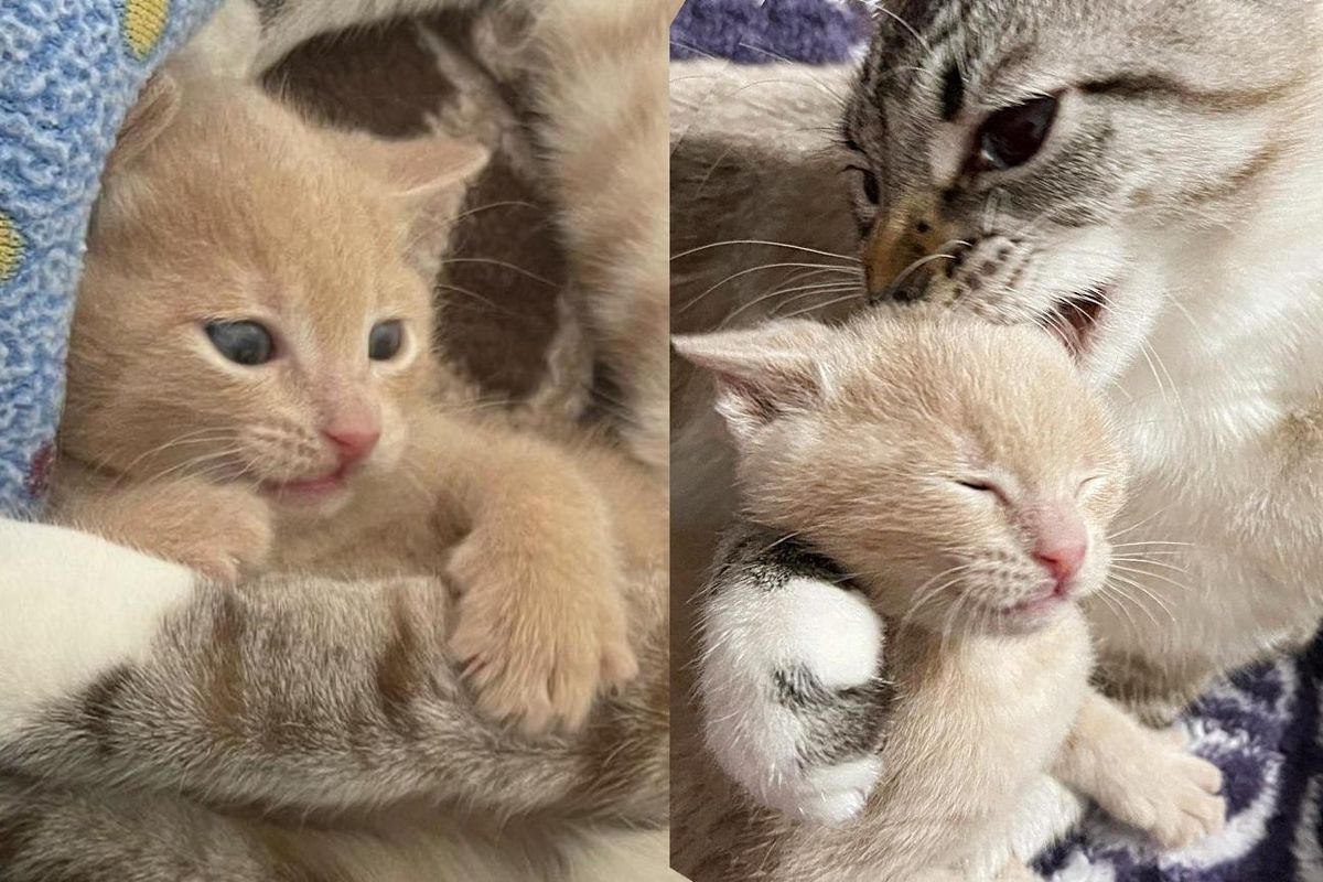 Kitten Born Outside as Feral Starts to Trust and Snuggle When She Meets Resident Cat