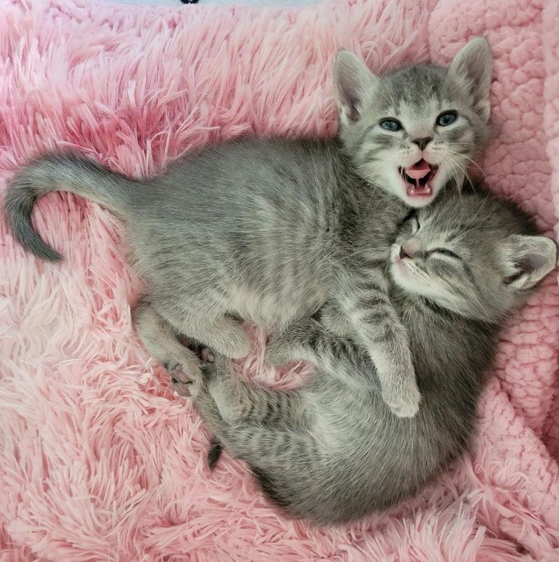 bonded cuddly kittens