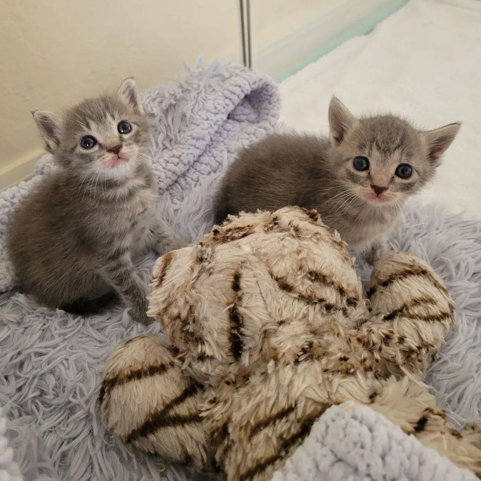 Kittens Went from Being Spotted at Construction Site to Having Their ...