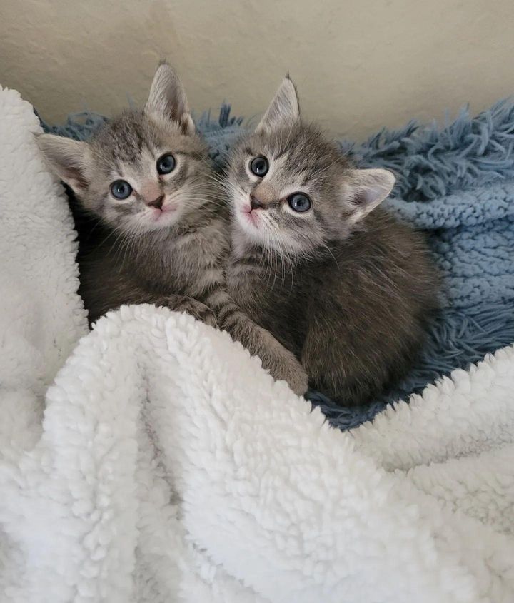 cuddly kittens holly noelle