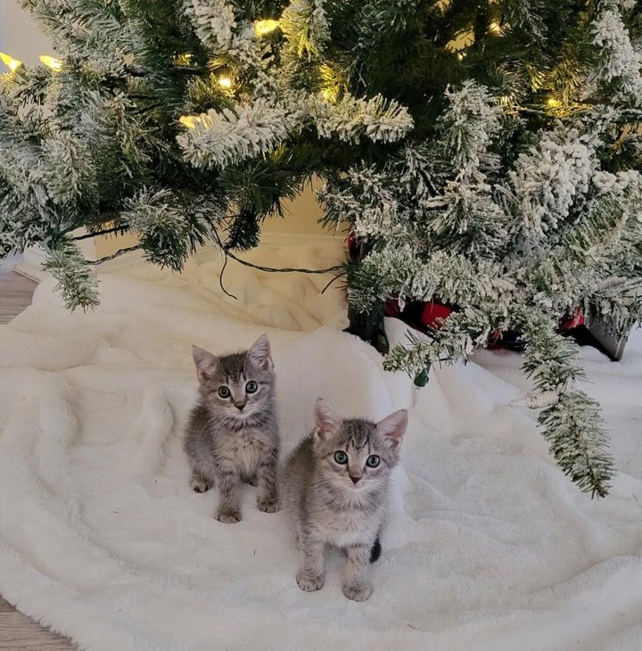 grey kittens christmas tree