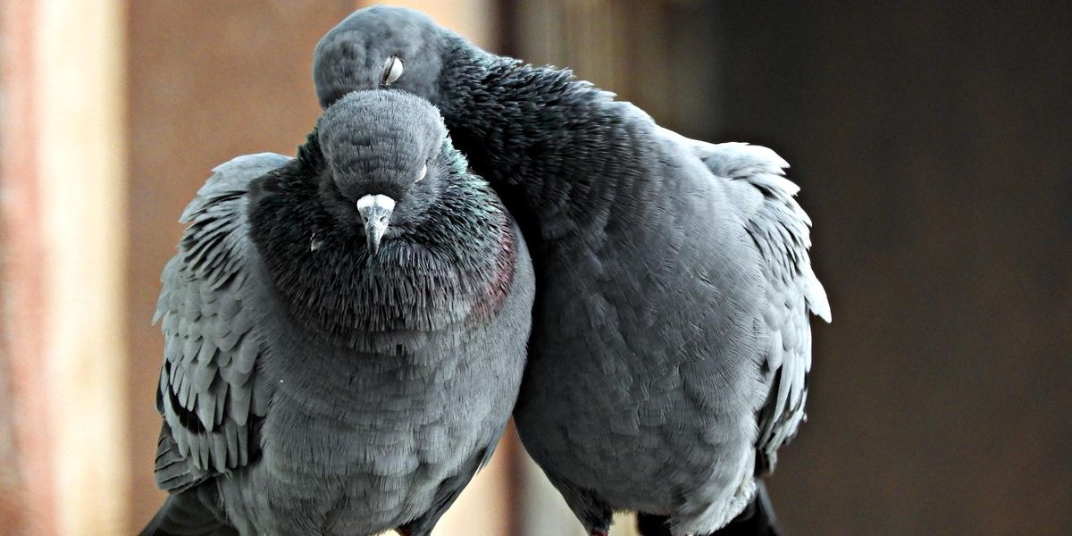 Two pigeons snuggle