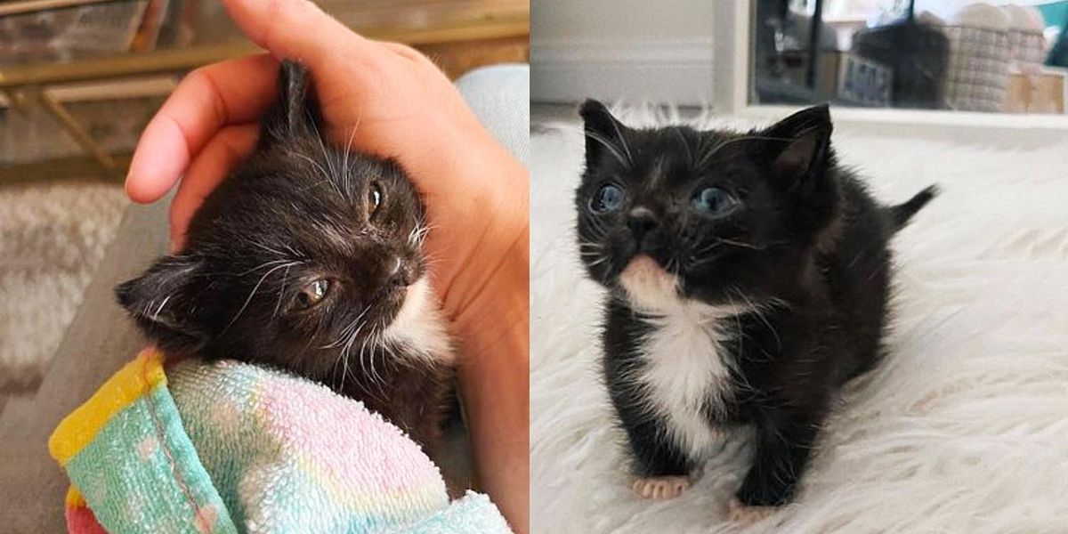 Kitten Makes Big Transformation After Being Picked Up from Walkway, Now ...