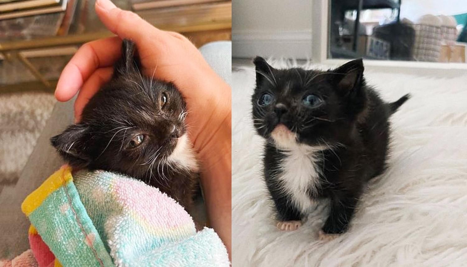Kitten Makes Big Transformation After Being Picked Up from Walkway, Now