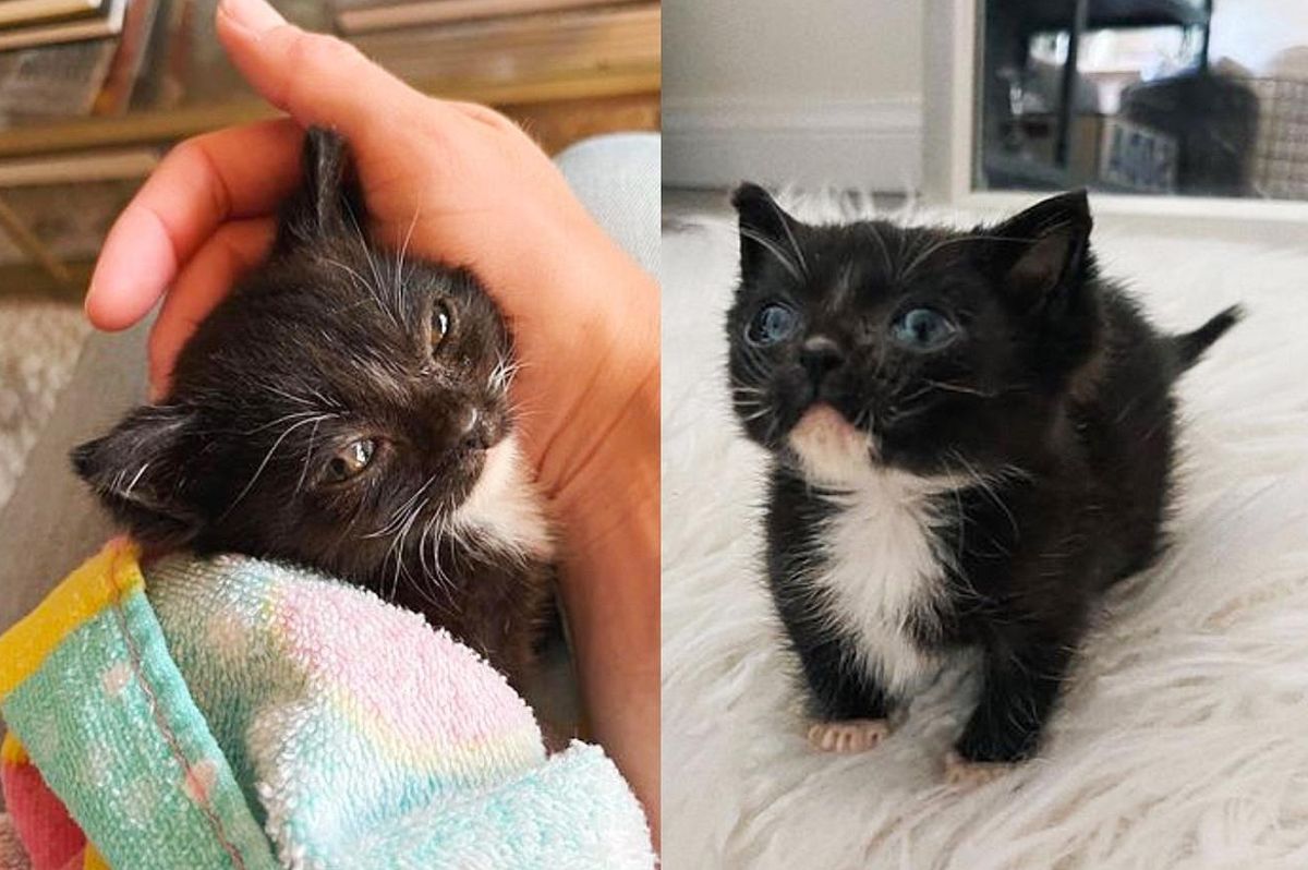 Kitten Makes Big Transformation After Being Picked Up from Walkway, Now Has His First Holiday Season