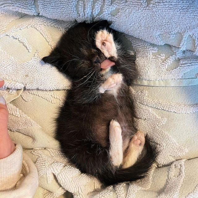 cute tiny tuxedo kitten