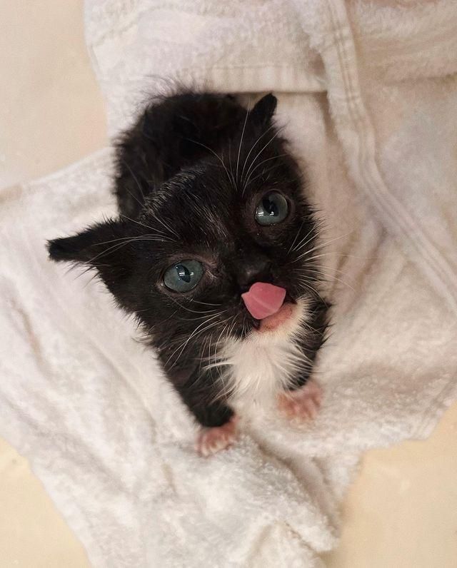kitten tongue tuxedo