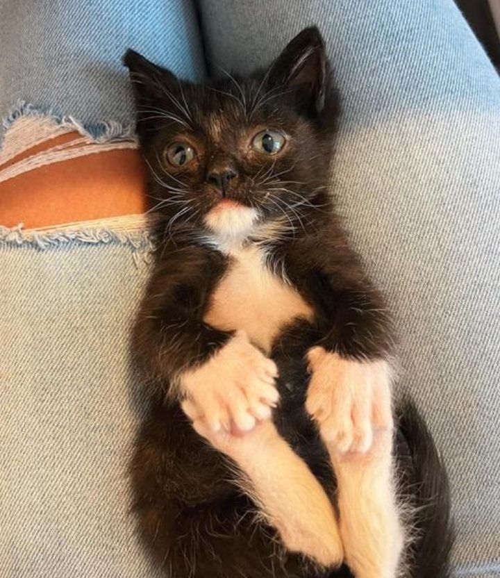 snuggly tuxedo kitten, lap cat