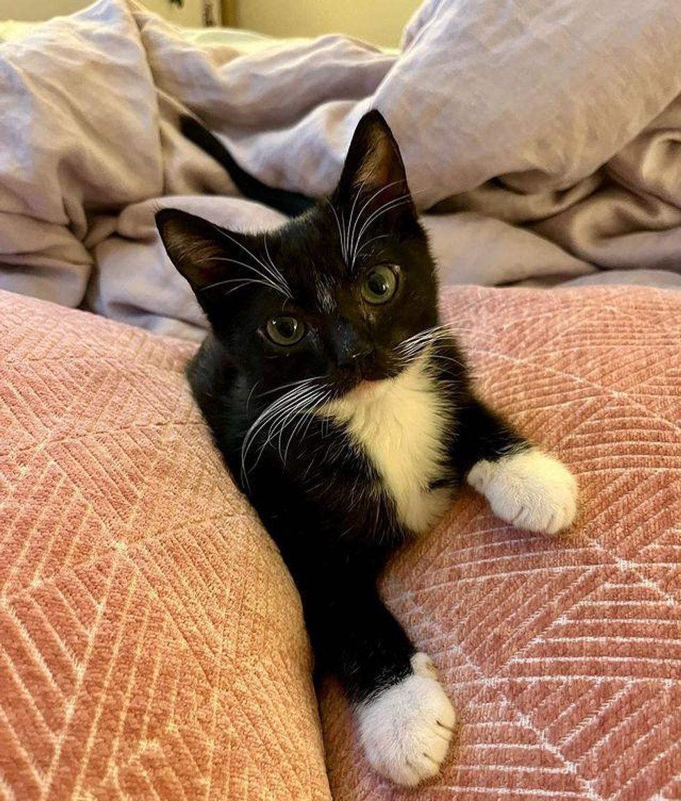 tuxedo kitten cat