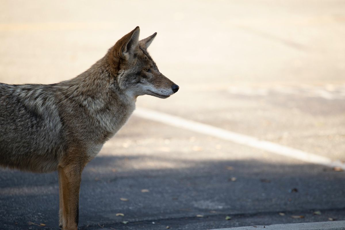 coyote; California; safety; family; wildlife