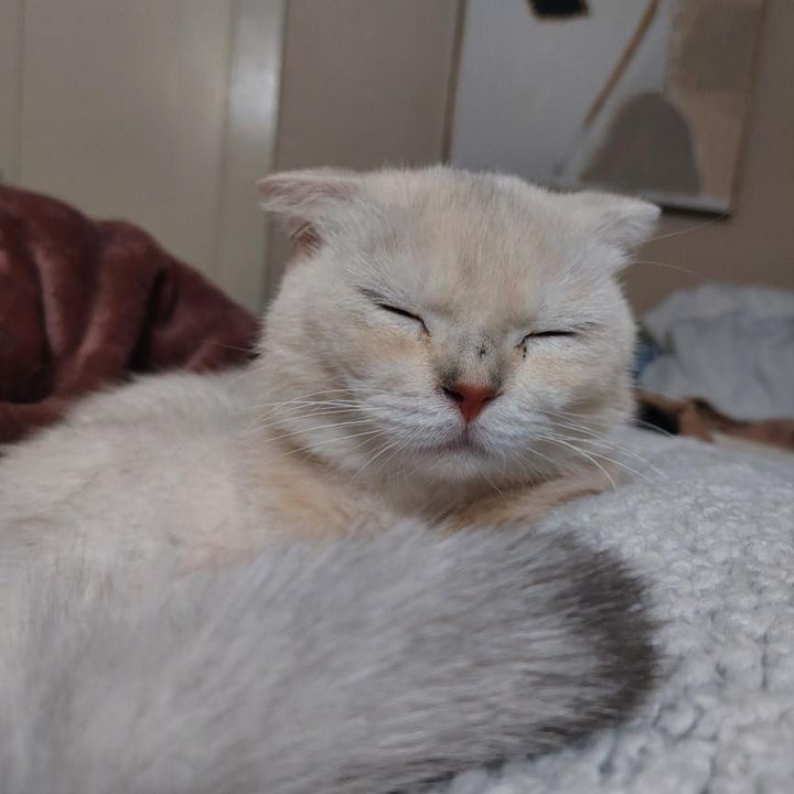 sleepy cat elliot yellow
