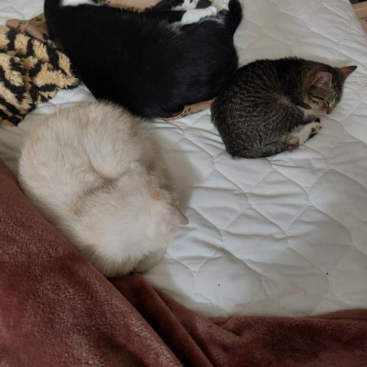 napping cats kitten