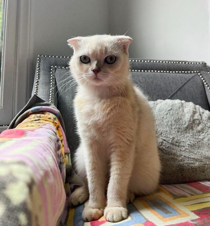 scottish fold cat