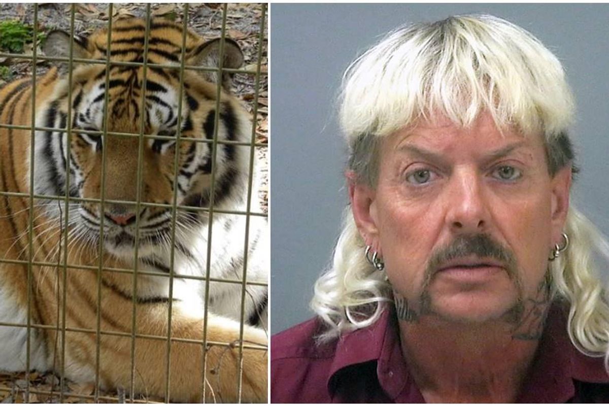 tiger king, big cat safety, carole baskin