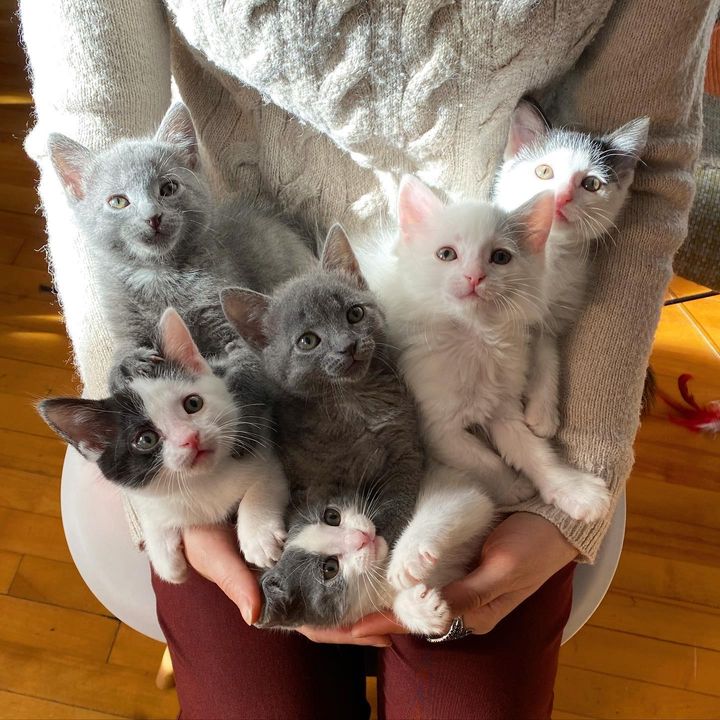 lap kittens snuggling
