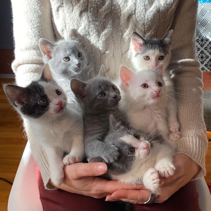 six lap kittens, purr pile