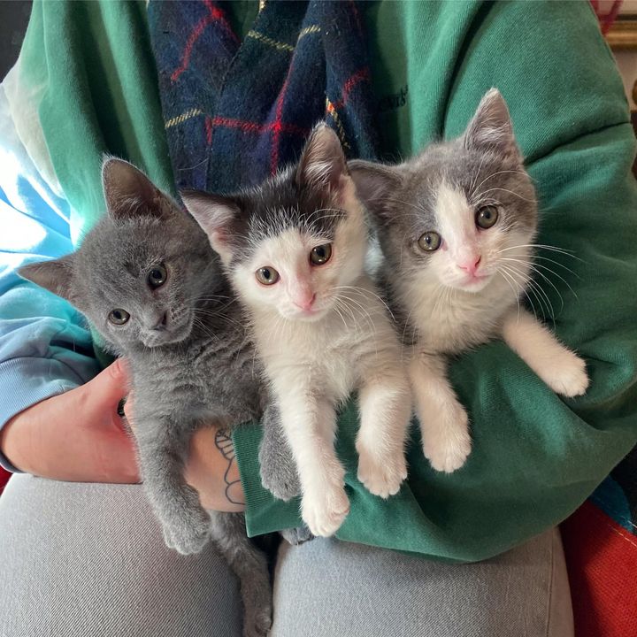 happy cuddly lap kittens