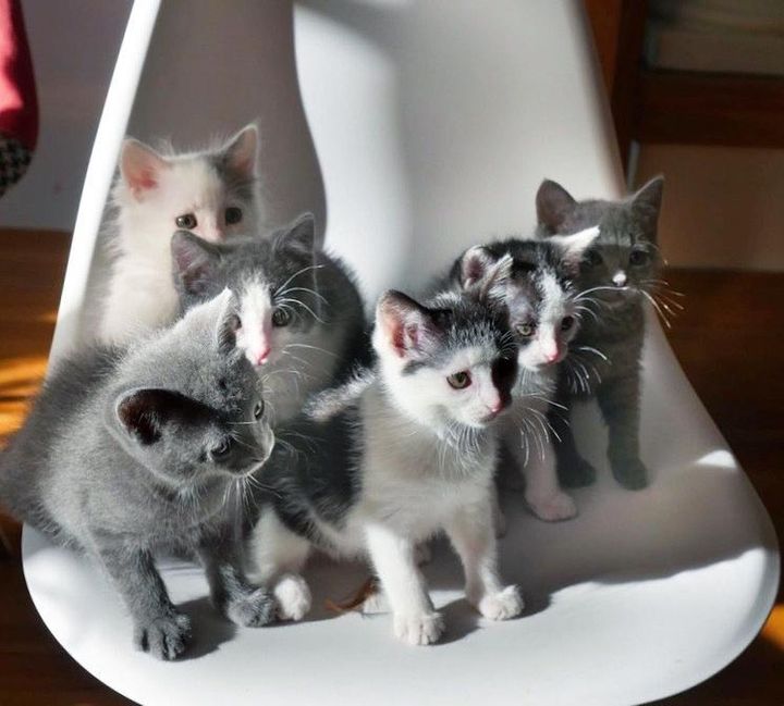 six kittens on chair