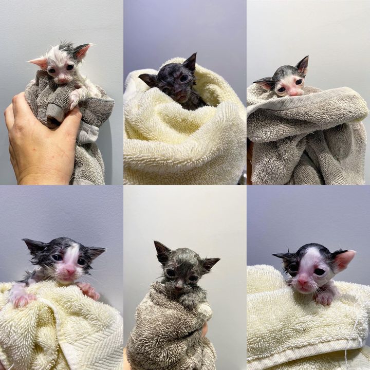 bathed kittens purritos