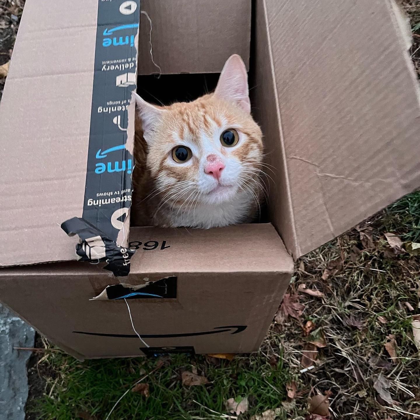 Cat Spotted in a Box Outside Ends Up Finding the Perfect Place to Call Home in Record Time Love Meow