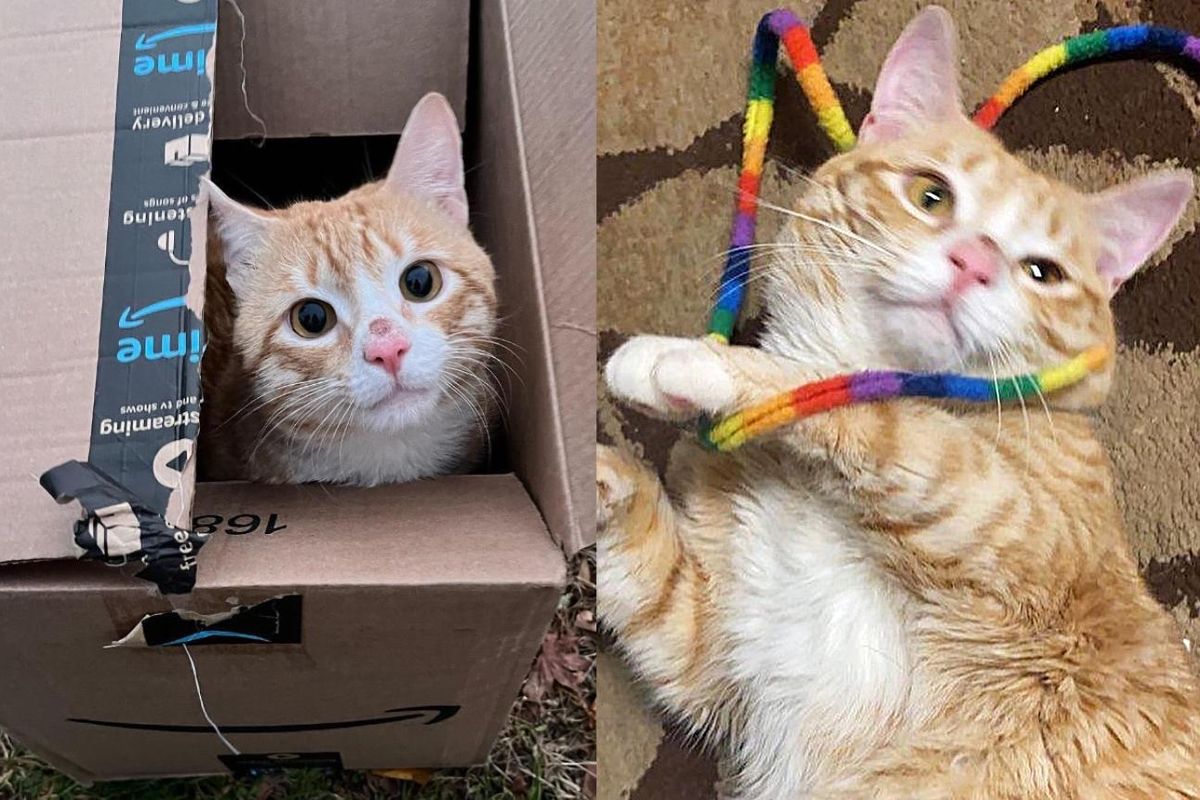 Cat Spotted in a Box Outside ​Ends Up Finding the Perfect Place to Call Home in Record Time