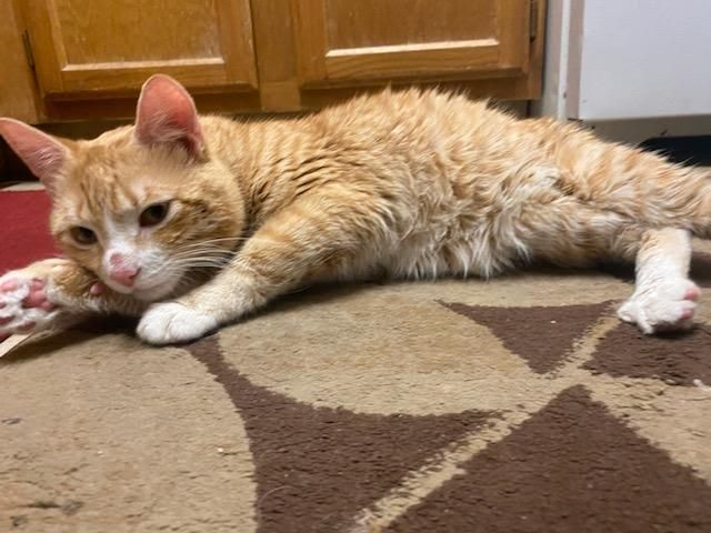 orange cat thumper