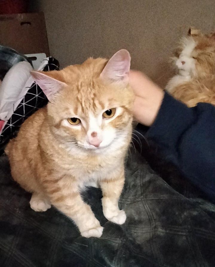 snuggly cat thumper