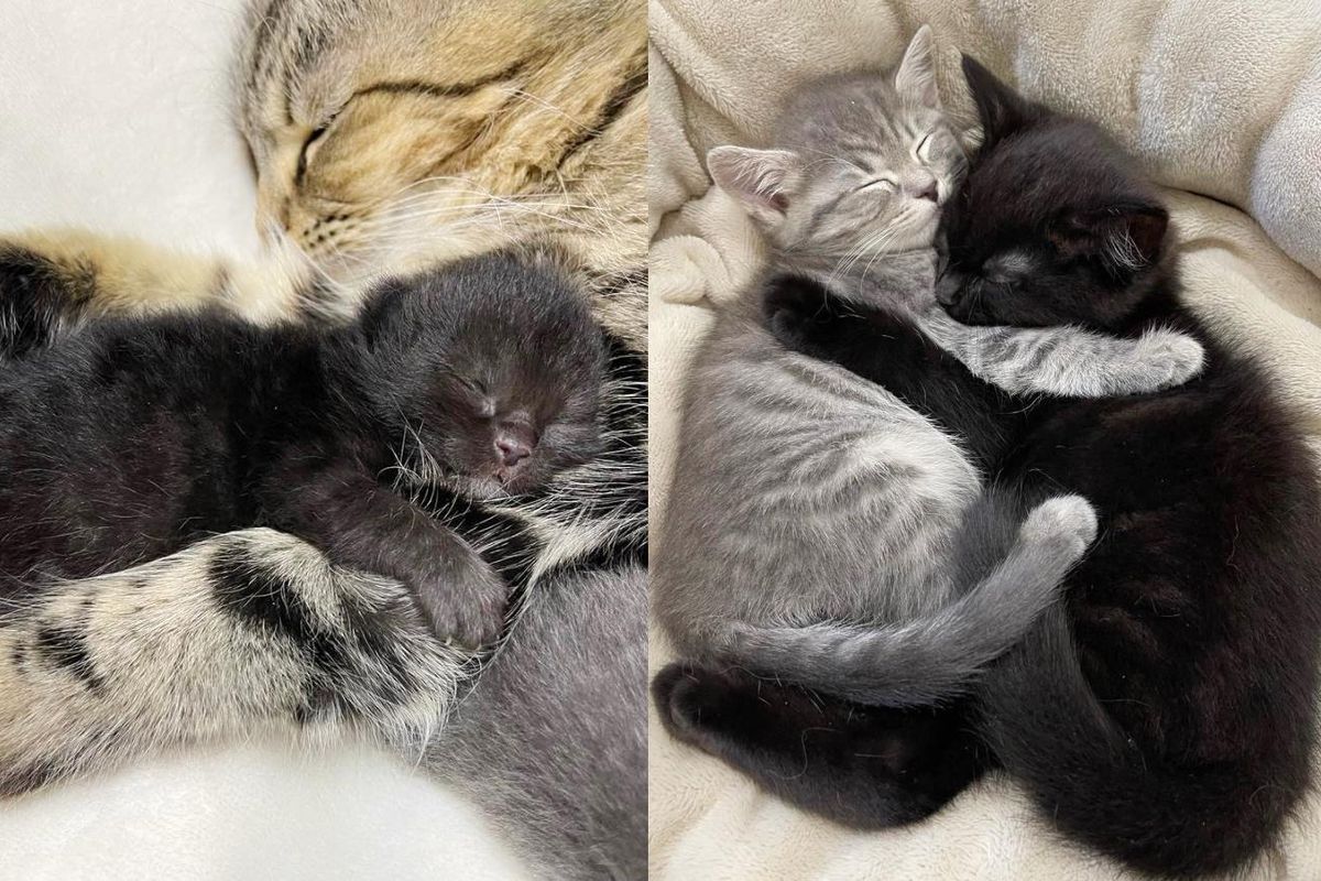 Cat Makes Sure Kittens Have Purr Filled Life After She Was Left to Roam the Streets