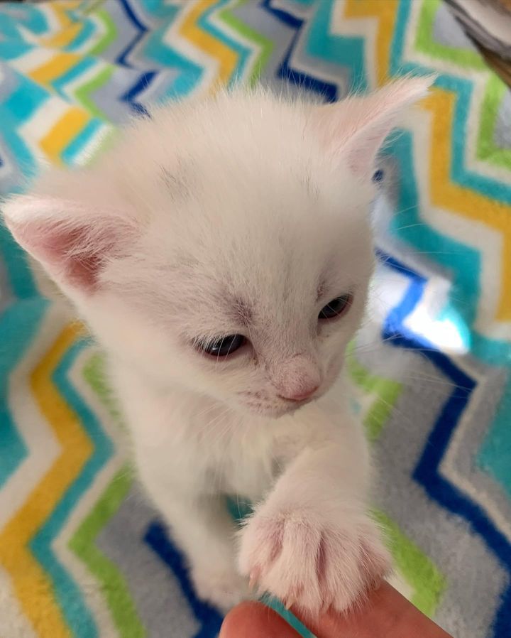 kitten holding paws
