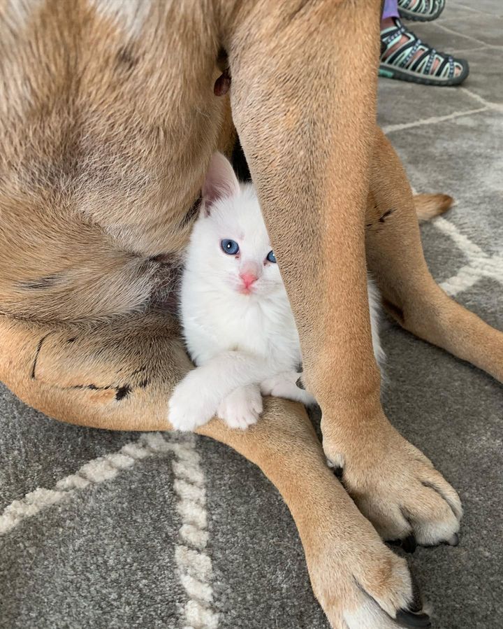 kitten dog snuggling, coconut kitten