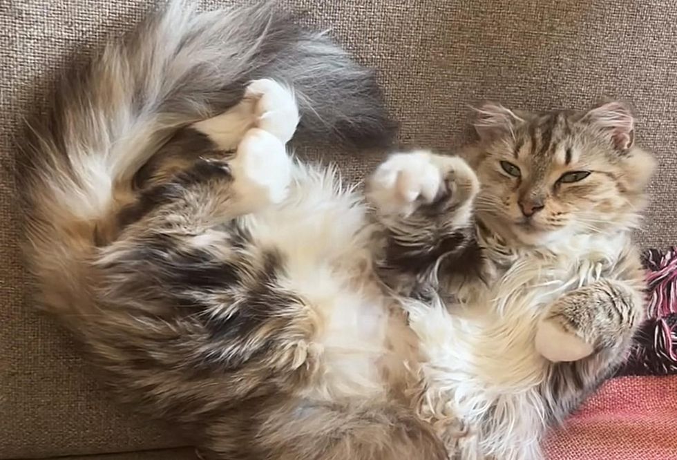 fluffy cat belly sweetie