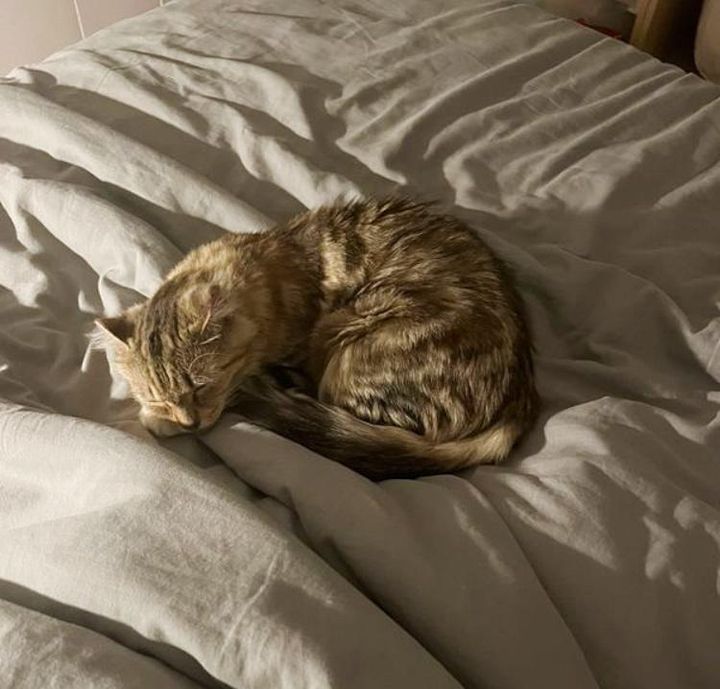 sleepy tabby cat sweetie