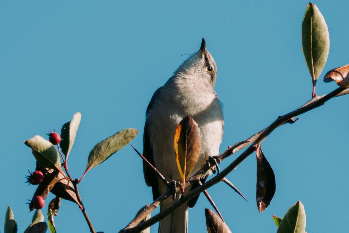 In praise of morning birds