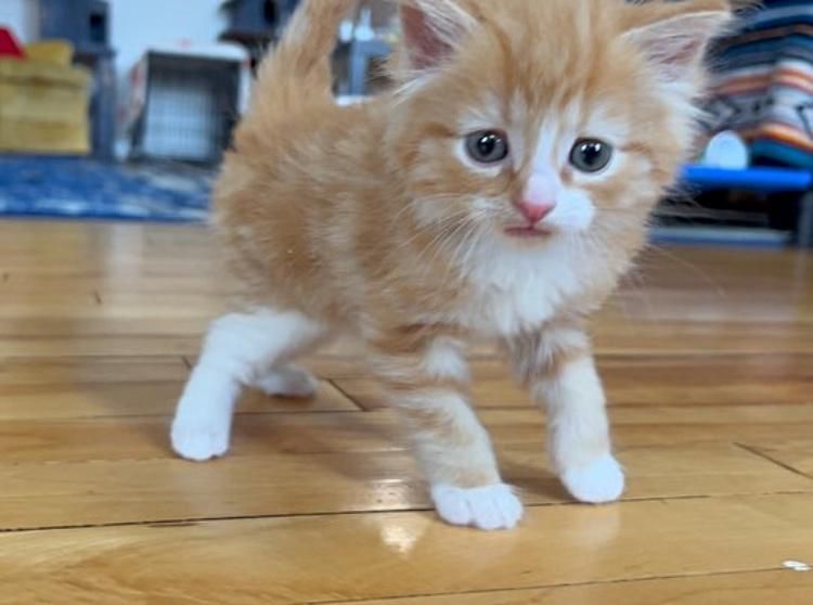 orange tabby kitten