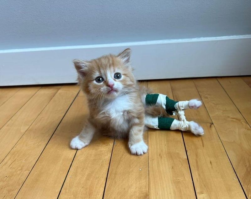 kitten leo leg exercises, physical therapy kitten