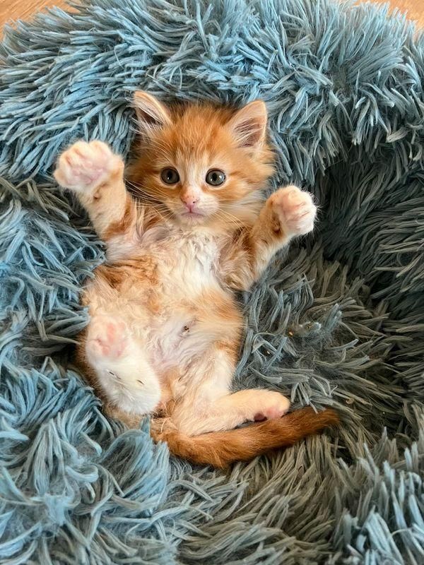 happy orange tabby kitten