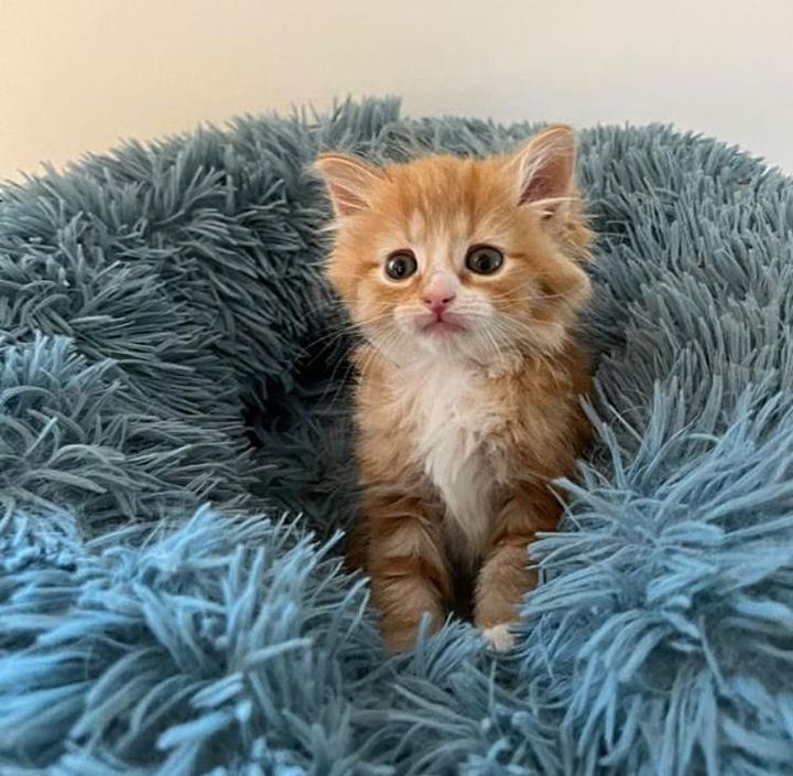 sweet orange kitten leo