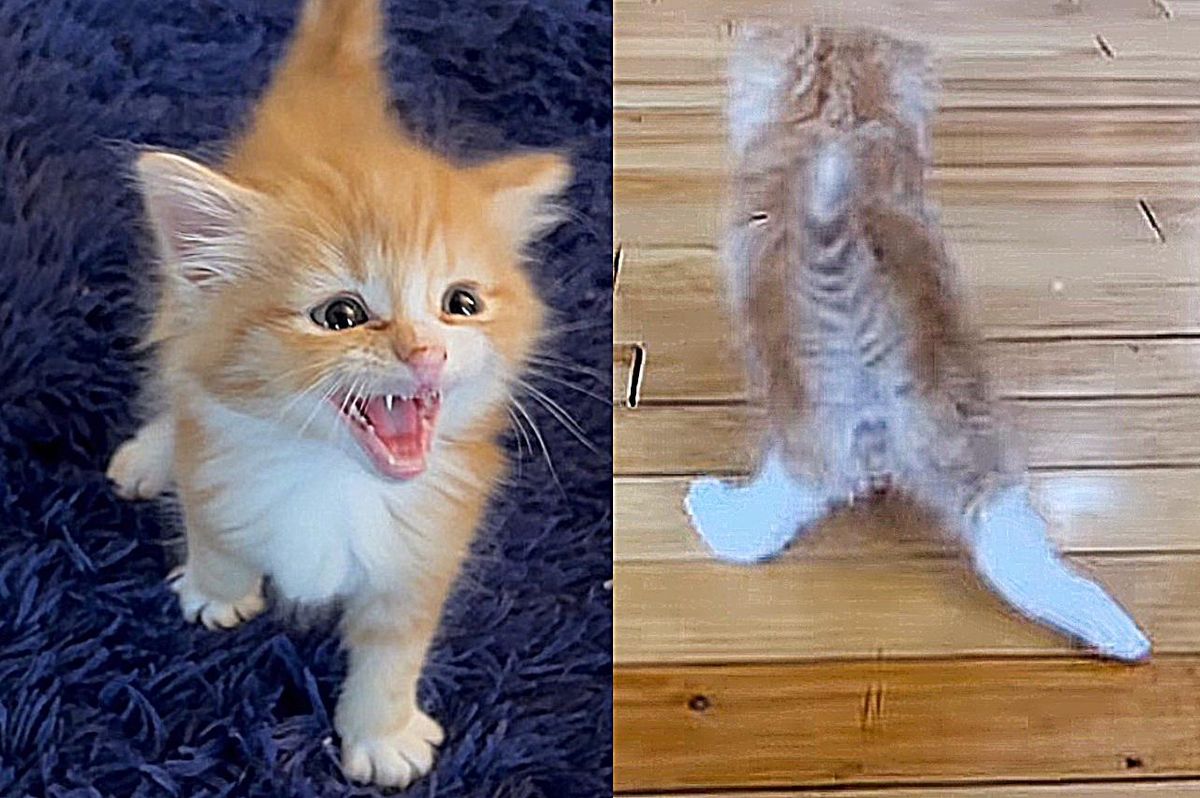 Kitten Walks with His Back Legs Splayed Out, is Determined to Be Able to Jump One Day