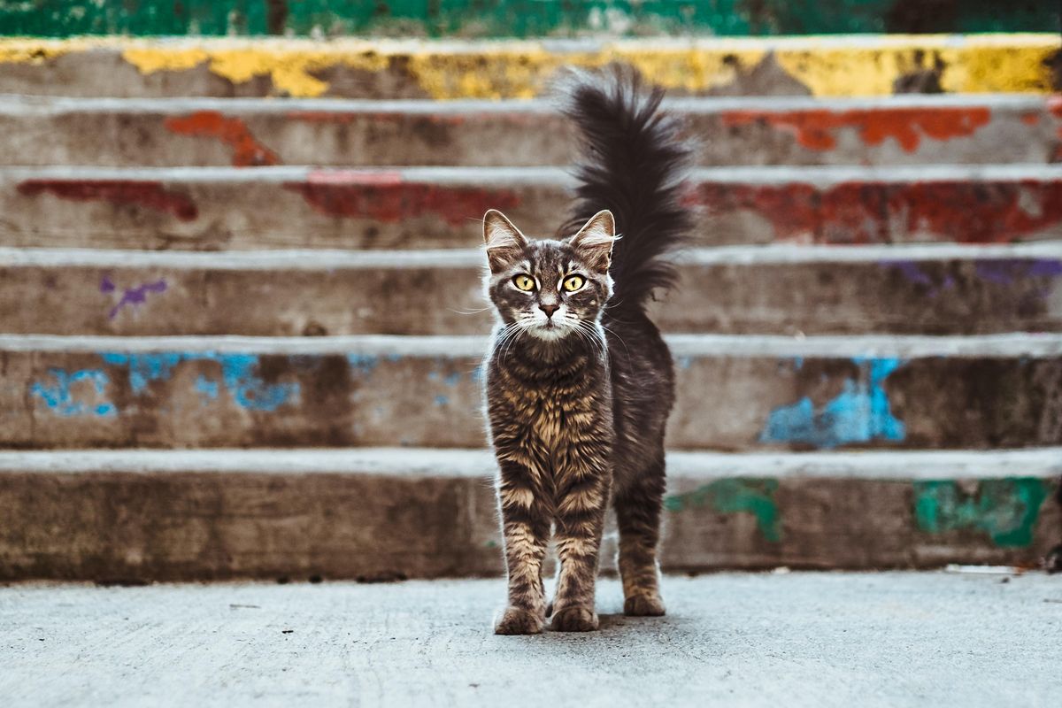 New study shows keeping cats indoor is safer - Upworthy New study shows keeping cats indoor is safer - Upworthy