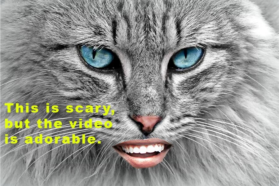 animal shelters, ASPCA, cat euthanasia, animal adoption, philanthropies