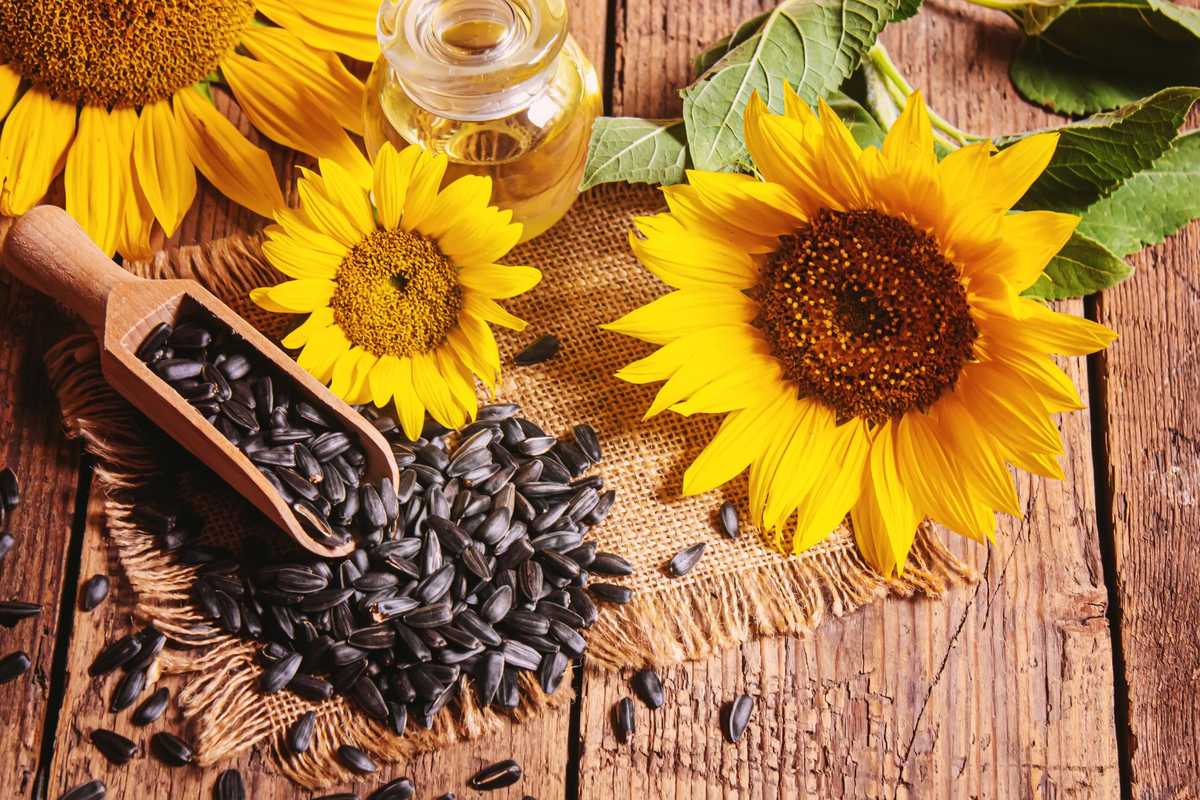 Girasole, il portafortuna per l’anno nuovo