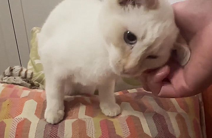 kitten asks pets