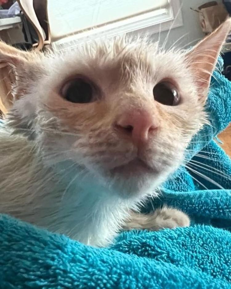 clean kitten